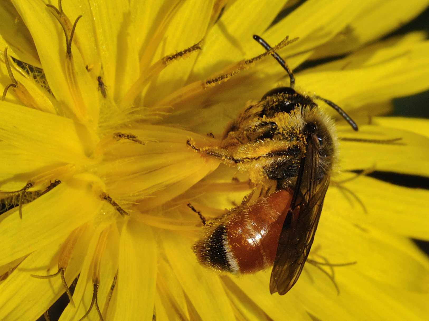 femmina di Andrena sp.